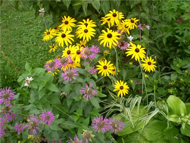 monarda